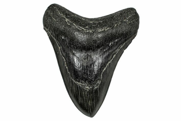 Serrated, Fossil Megalodon Tooth - Georgia #338795